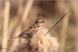 <p>STRNAD RÁKOSNÍ (Emberiza schoeniclus) Šluknovsko - Jiříkov</p>